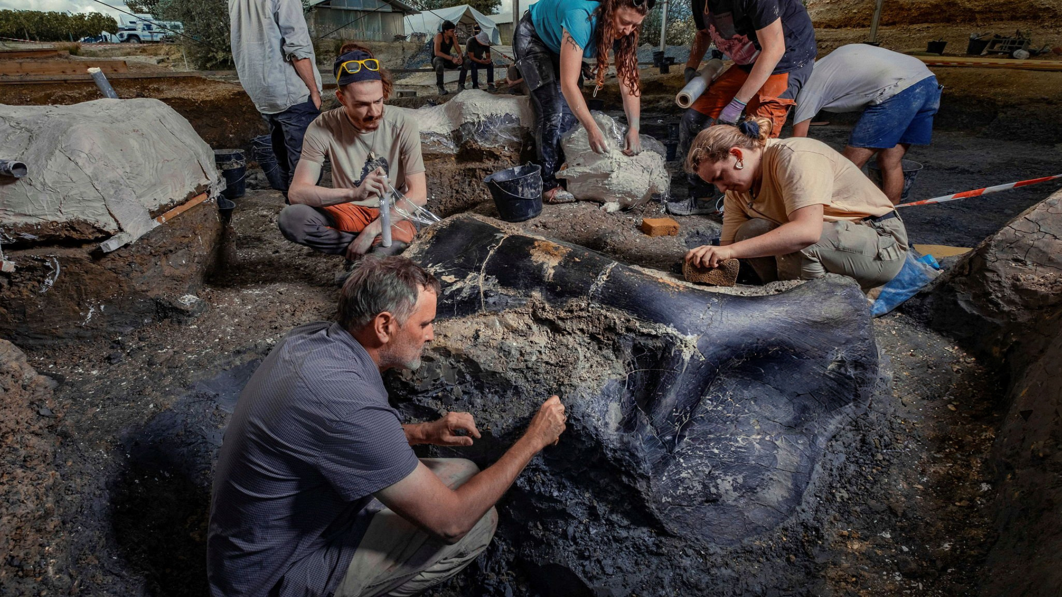 Excavating a large sauropod bone at Angeac-Charente.